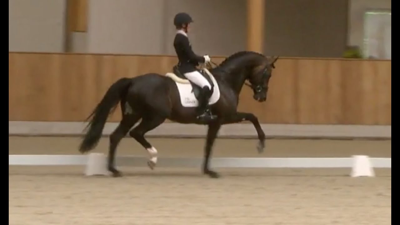 Escamillo 5 year old test