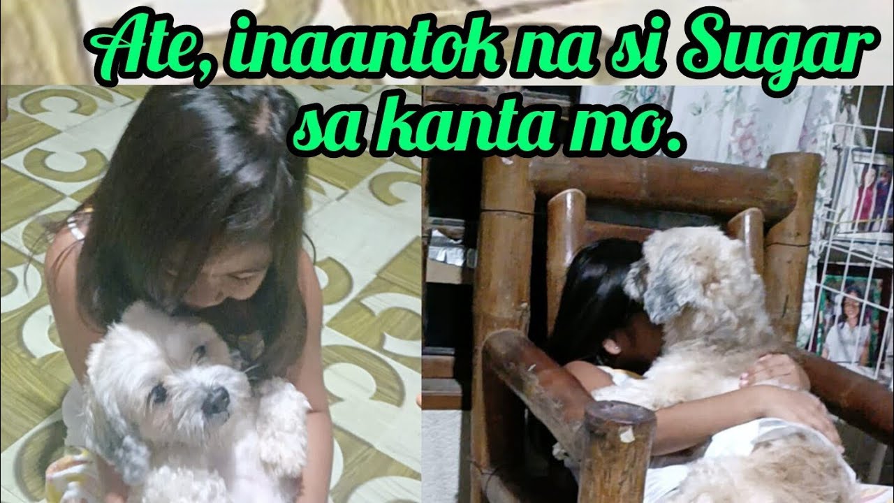 Ate, inaantok na si Sugar sa kanta mo. @Pinoykatvofficial 