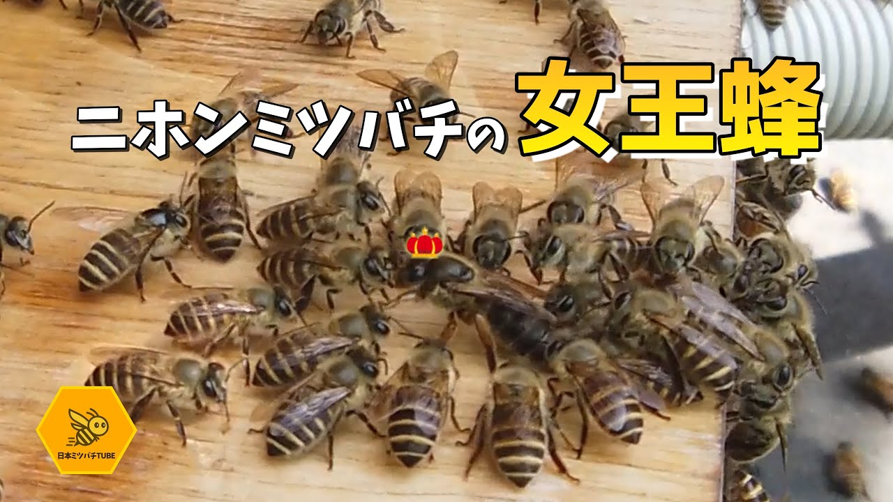 ウチの女王様紹介します　ニホンミツバチの女王蜂　分蜂入居