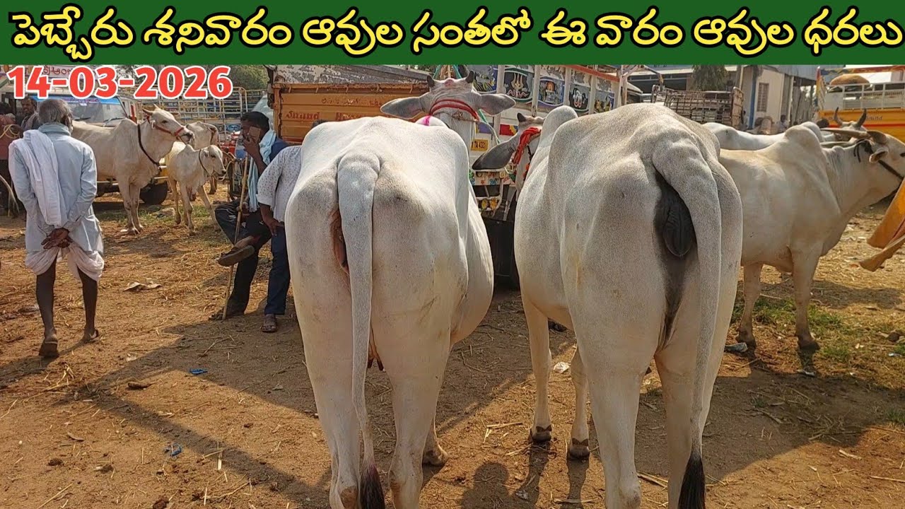 పెబ్బేరు ఆవుల సంతలో ఈ వారం ఆవుల ధరలు | Pebbair cow market | cow prices | cow @purnafarms 