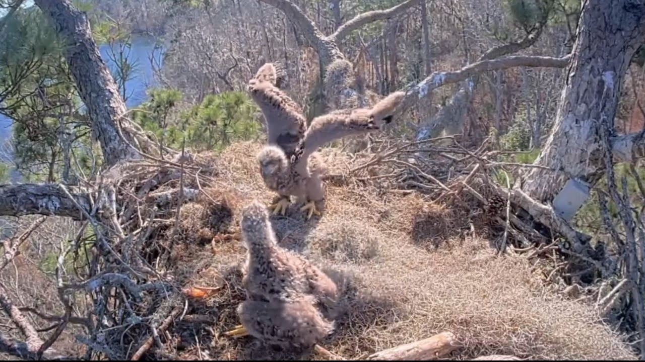 Keep your head down, I am Boss here | Kisatchie National Forest | Mar 2, 2025