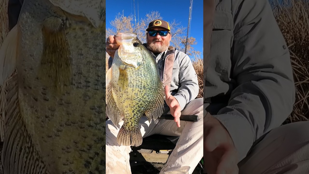Giant Crappie! Pending catch and release Colorado state record black crappie! #crappie #kayakfishing