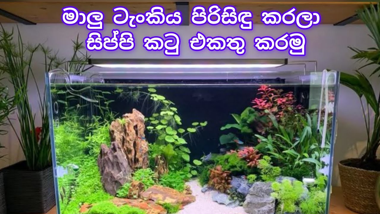 මාලු ටැංකිය පිරිසිඳු කරලා සිප්පි කටු එකතු කරමු.👌👌