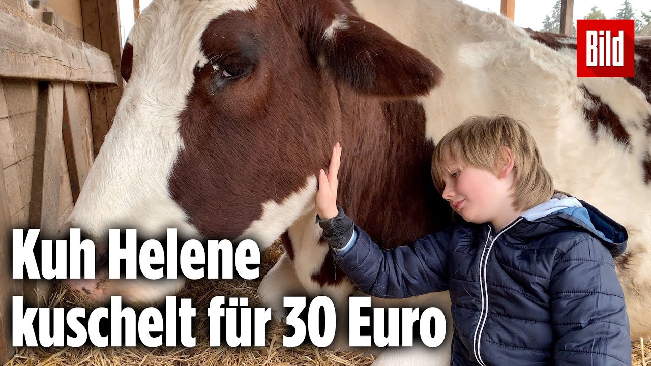 K&uuml;he kuscheln: Diese Therapie ist Balsam f&uuml;r die Seele