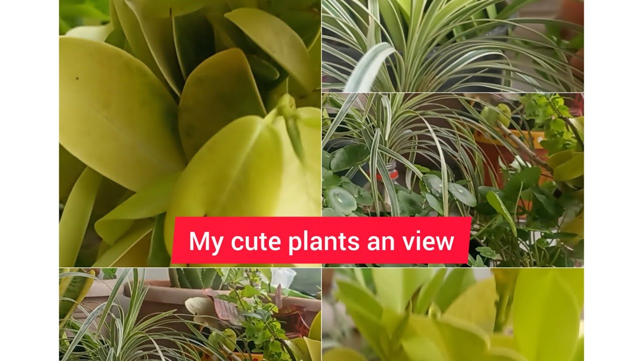 My cute garden with tiny plants &Cuttings