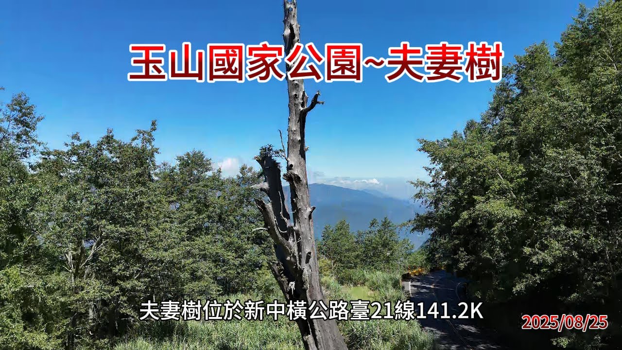 夫妻樹空拍/玉山國家公園