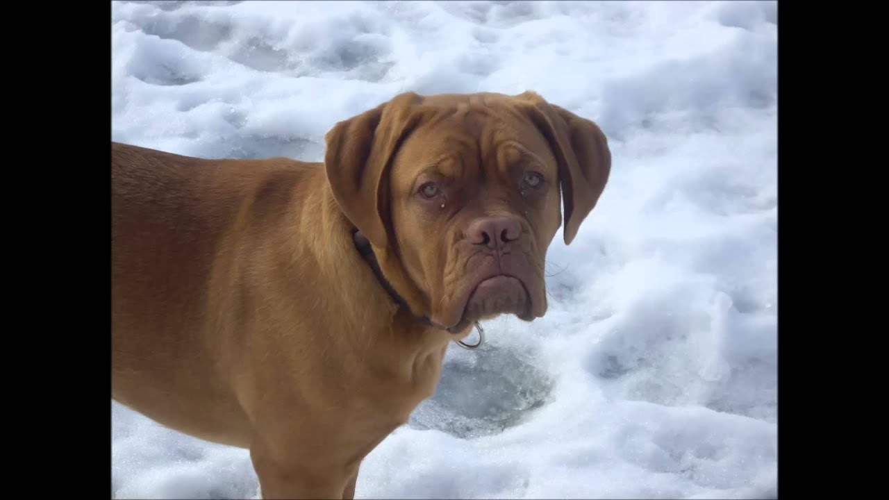 In Erinnerung an unsere Bordeaux Dogge Nala