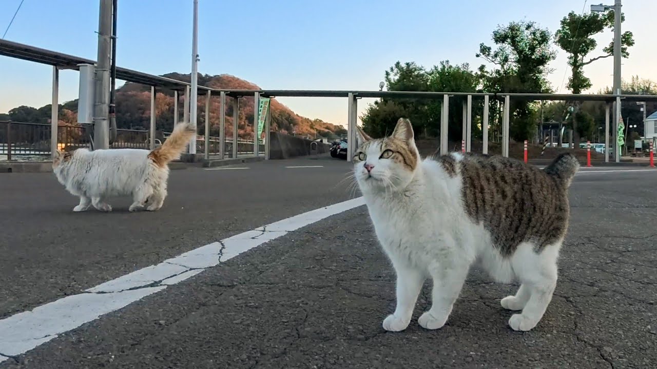 島を離れるその時、フェリー乗り場で待っていた人懐っこい猫二人組に心を奪われた