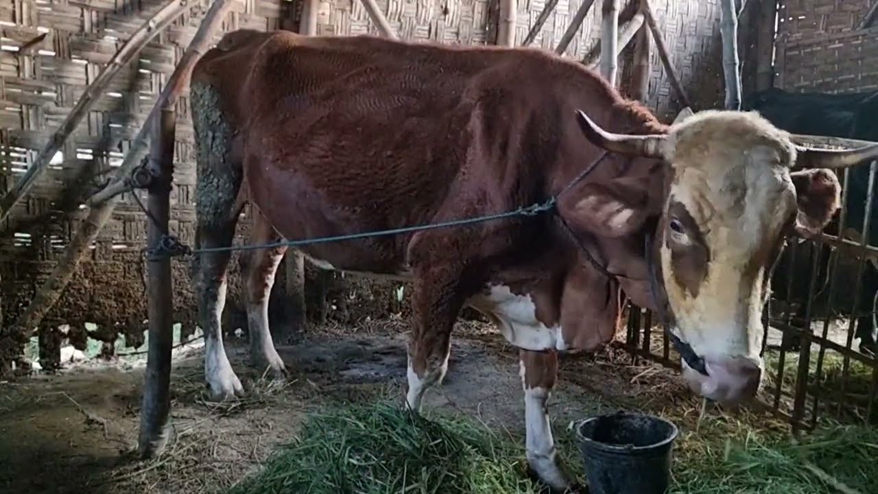 H444 Combor Sapi Simental Hamil-H137 Di Pagi Hari | Jim'at 13 Maret 2026