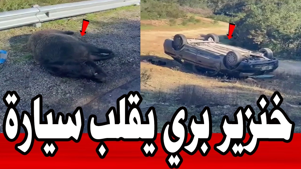 🚨 عاجل: خنزير بري يصطدم سيارة  و يقلبها على الطريق.. حادث مروع و خطير جداا #تونس  