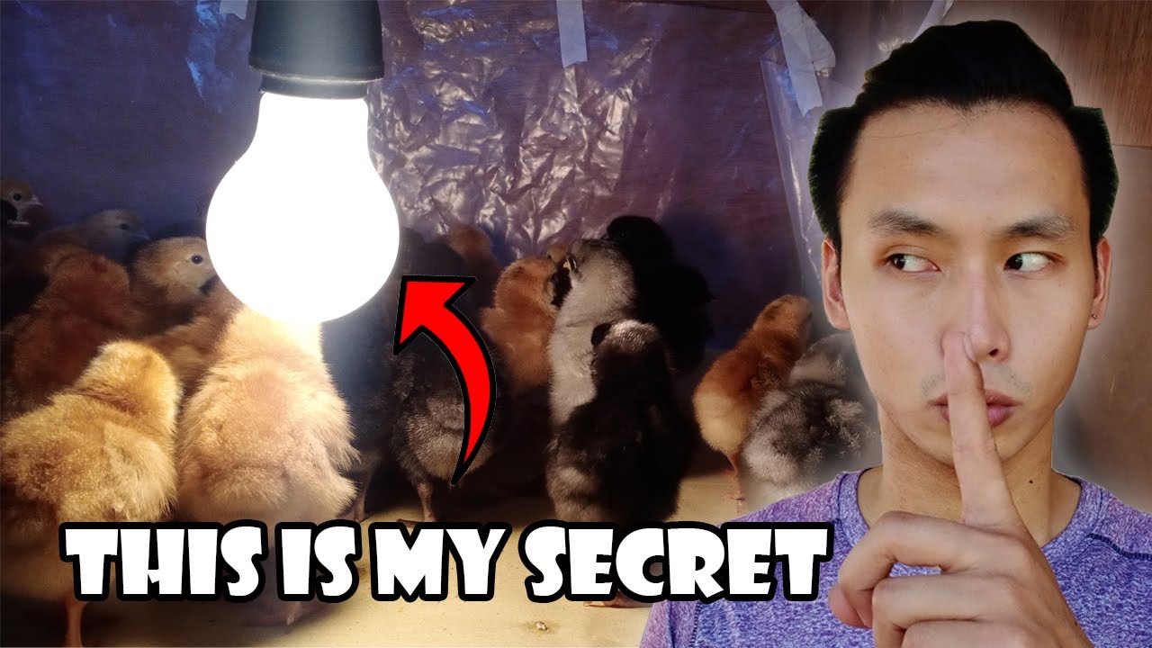 How to Brood Day Old Chicks with ZERO Mortality? My SECRET Revealed!