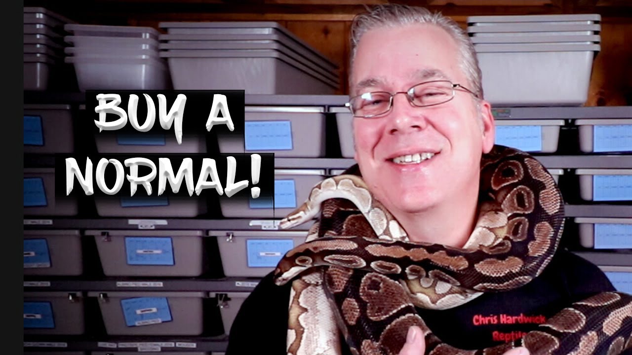 10 Reasons to Buy a Normal (Classic) Ball Python