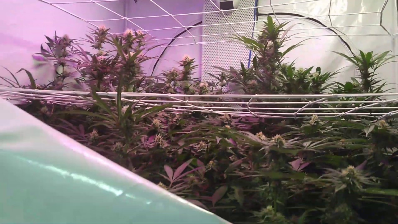 Day 33 flower tent