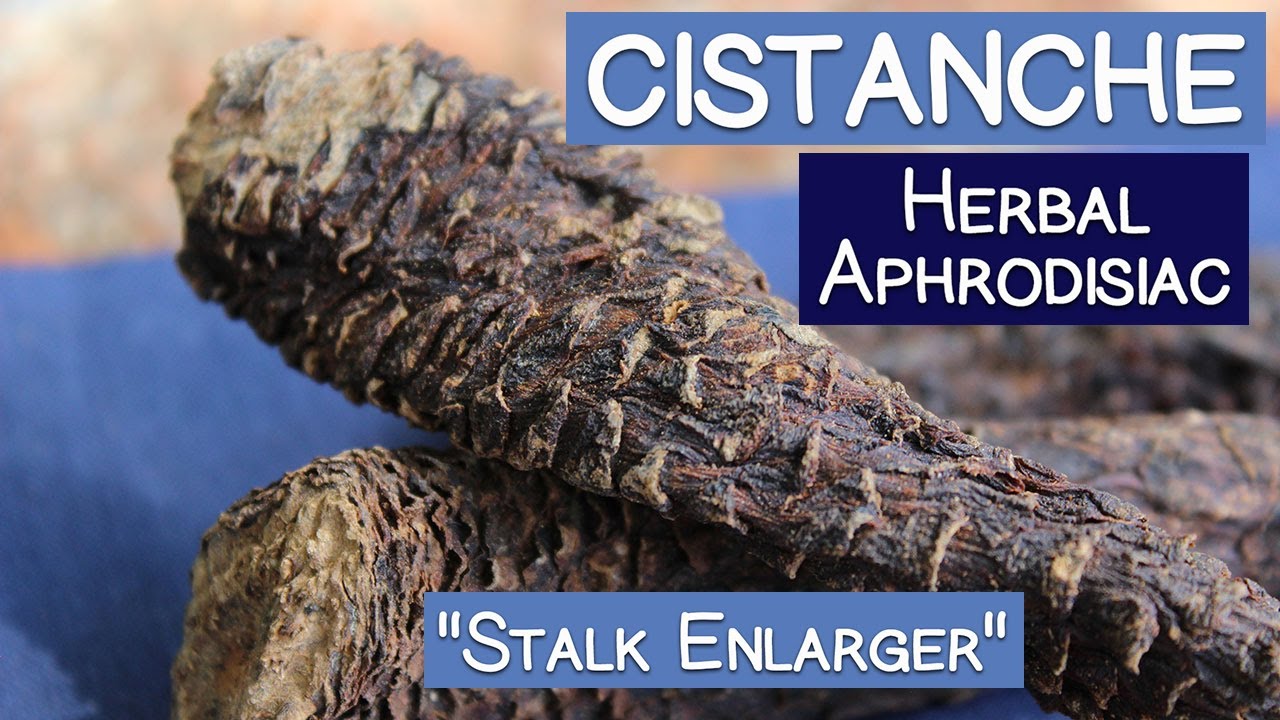 Cistanche Stem, Famous Herbal Aphrodisiac and "Stalk Enlarger"