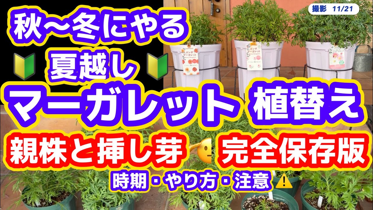 【夏越しマーガレットの今】12月の様子・植替え・鉢増し・切戻し