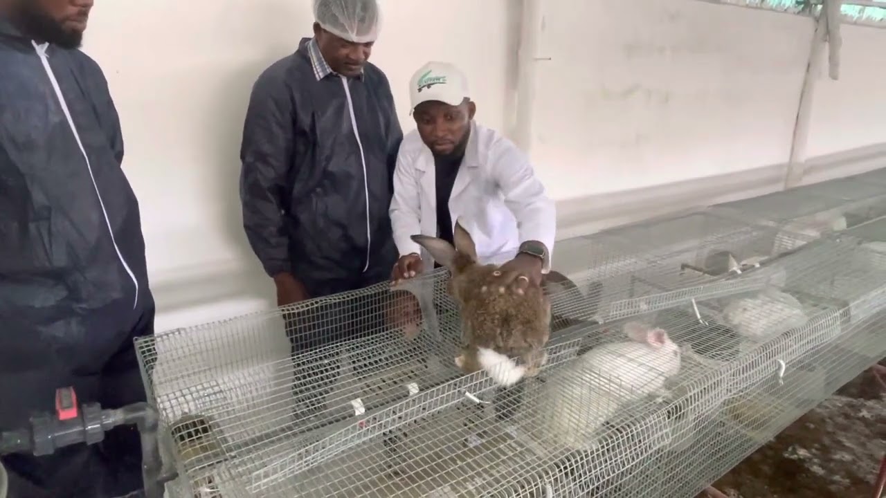 Premier granulé de fourrage 🥰IBIDUN FARMING toujours au service du développement de la cuniculture