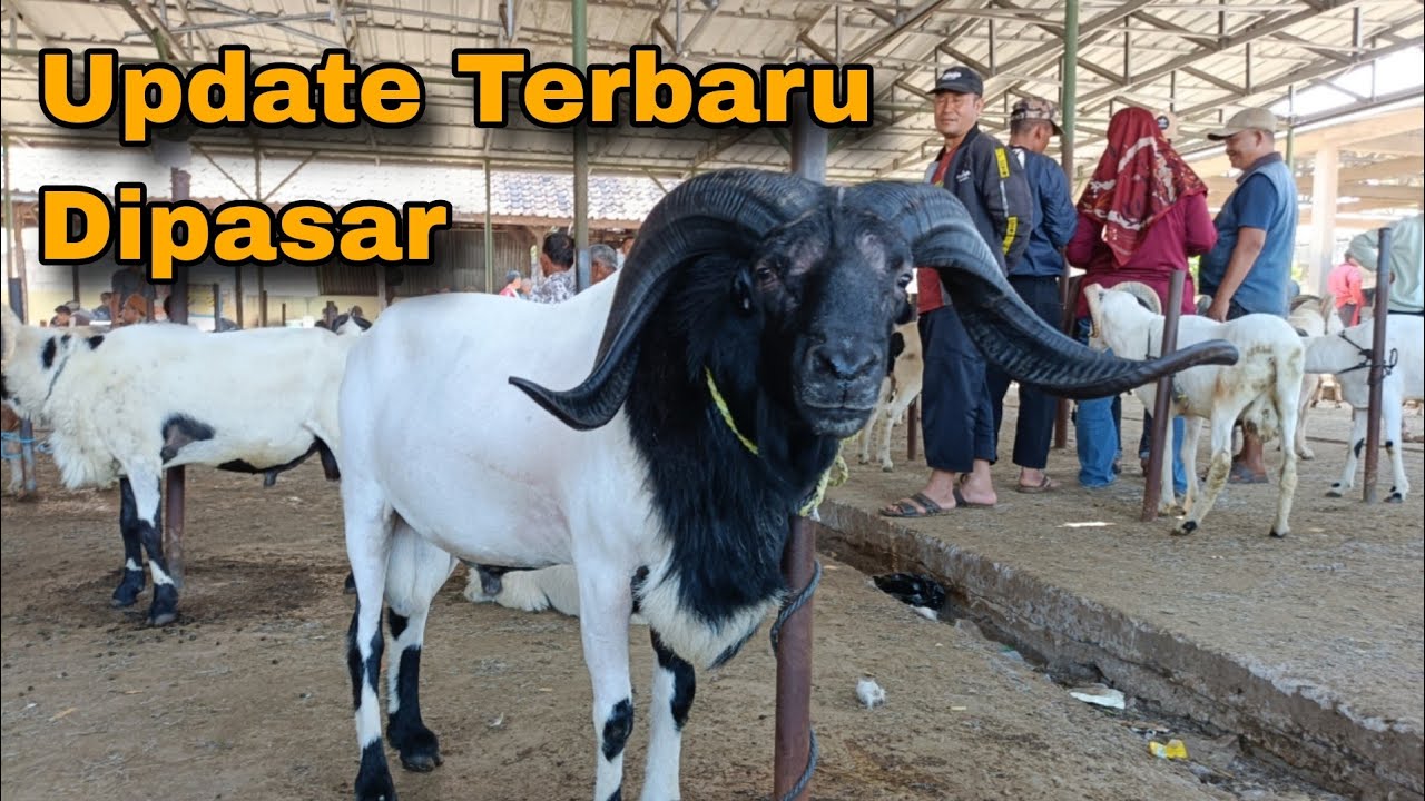 Domba Garut Sambung Keren Dipasar Hewan Tanjungsari Sumedang, Segini Harganya ??