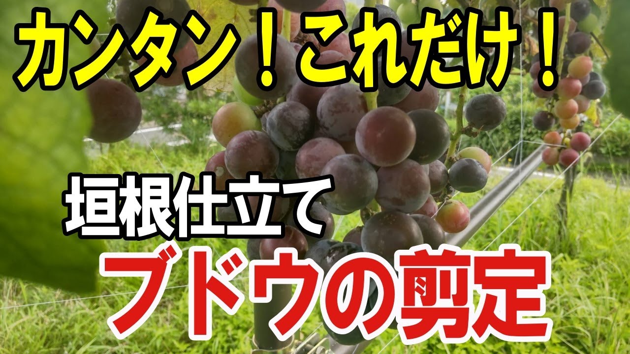 『 垣根仕立て ブドウ キウイ 剪定】これだけでいい！簡単な切り方【実践道法スタイル】