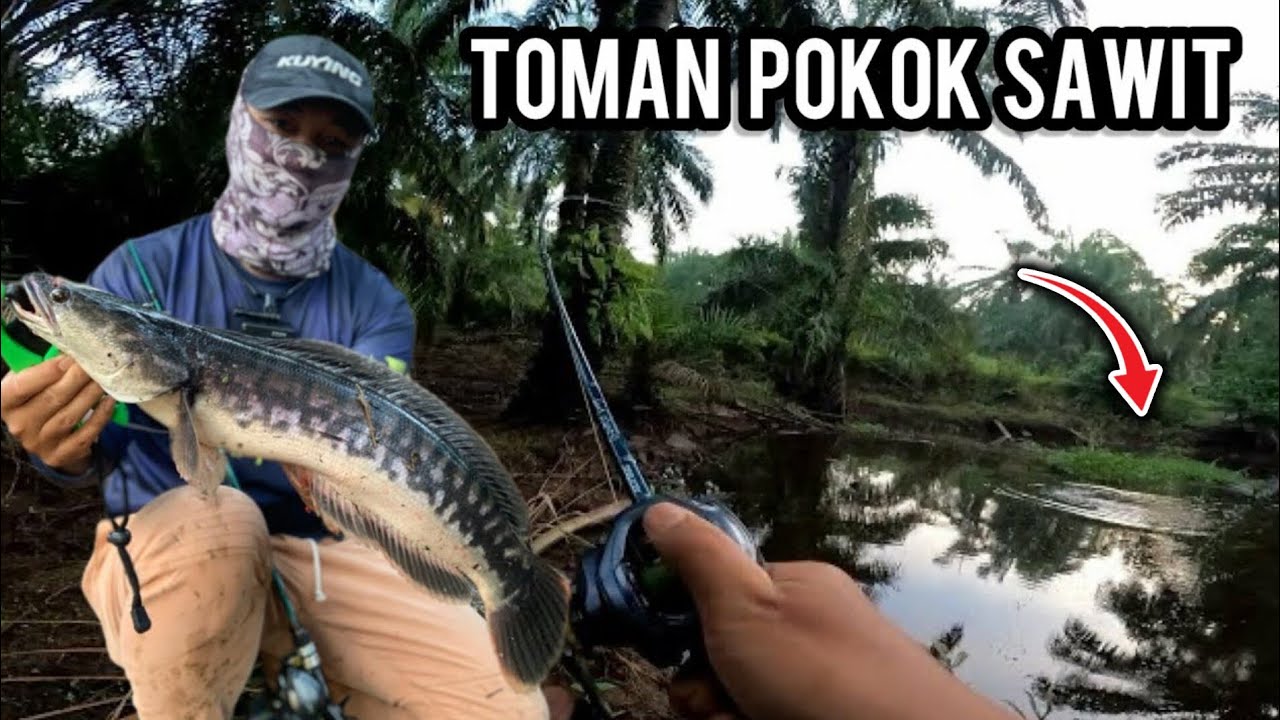 CASTING TOMAN | AKHIRYA DAPAT TOMAN AIR HITAM | SHIMANO CURADO DC | VLOG440