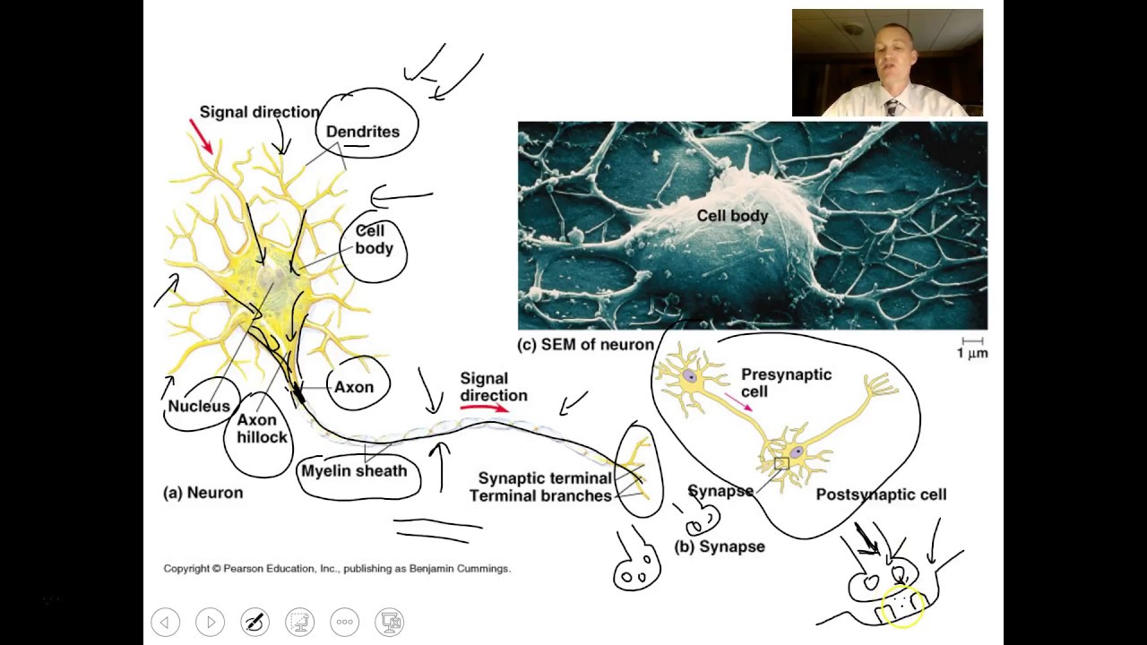 Animal Nervous System