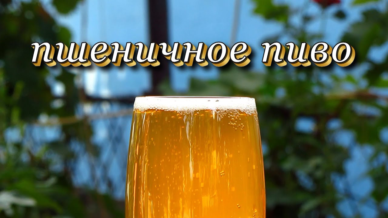 Рецепт пшенично пива от Алкофана. Домашнее пивоварение