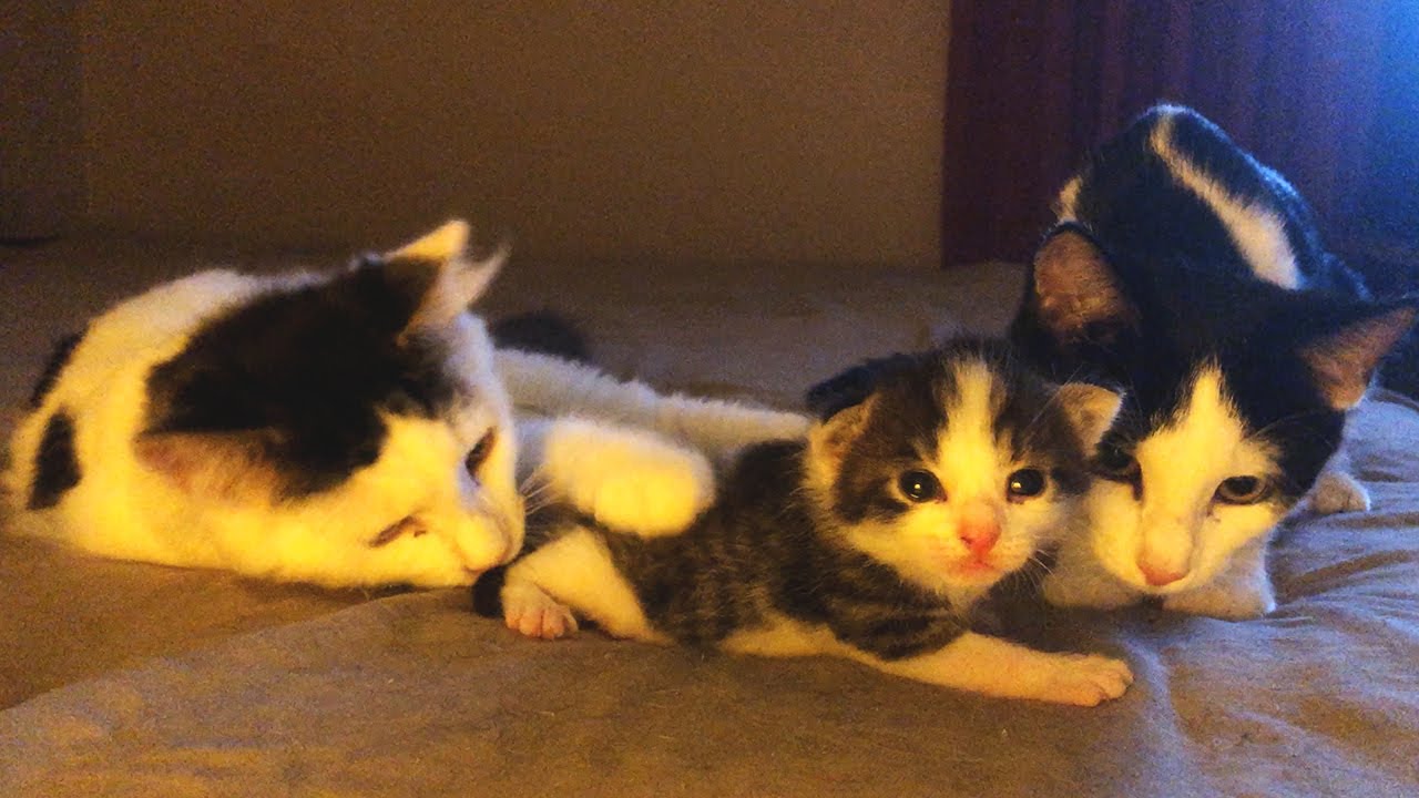 How Kitten Siblings Babysits 14 Days Old Baby Kitten l Crazycatish