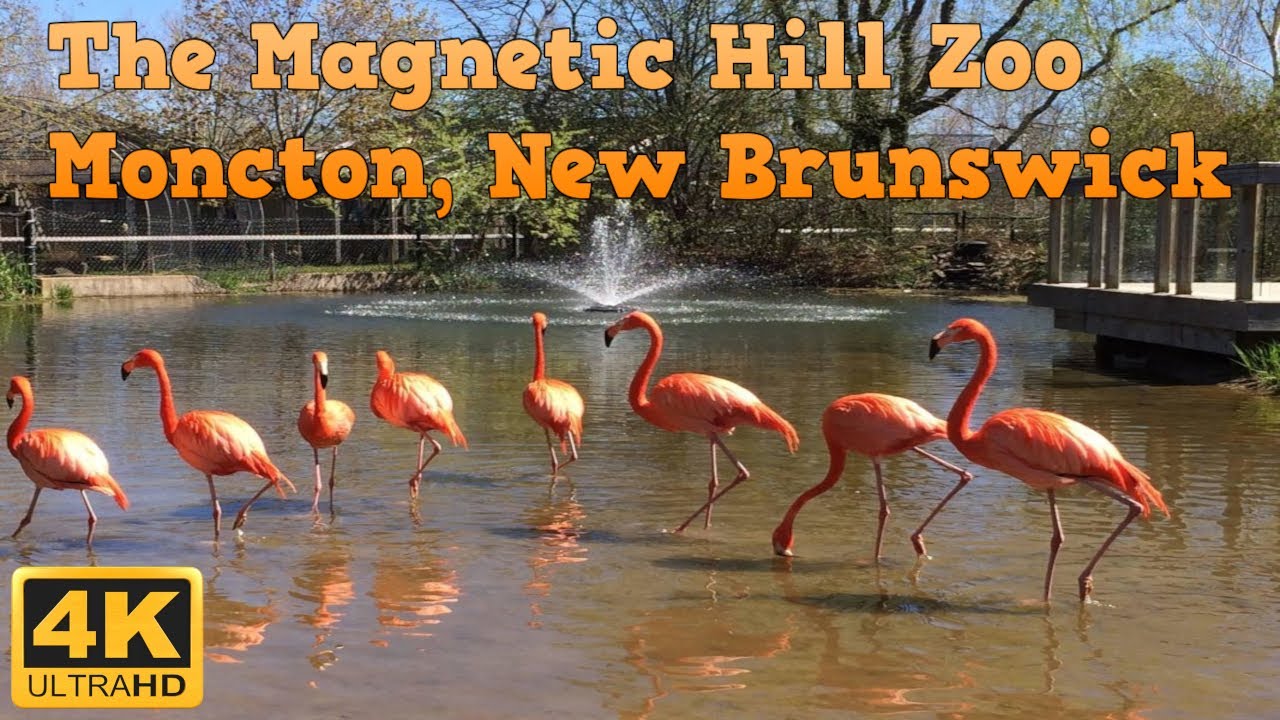 Scenic Tour of the Magnetic Hill Zoo in Moncton, New Brunswick!  4K Travel Tour & Review