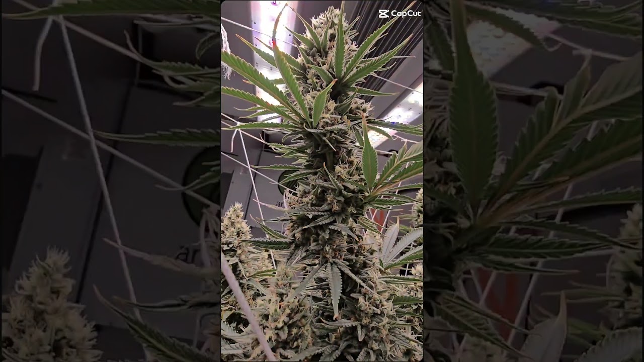 Peyote critical.