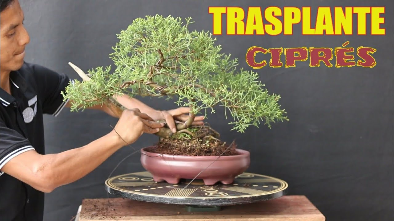 TRASPLANTE ciprés_ el árbol CAÍDO