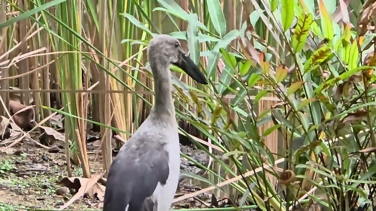 Asian Openbill.2