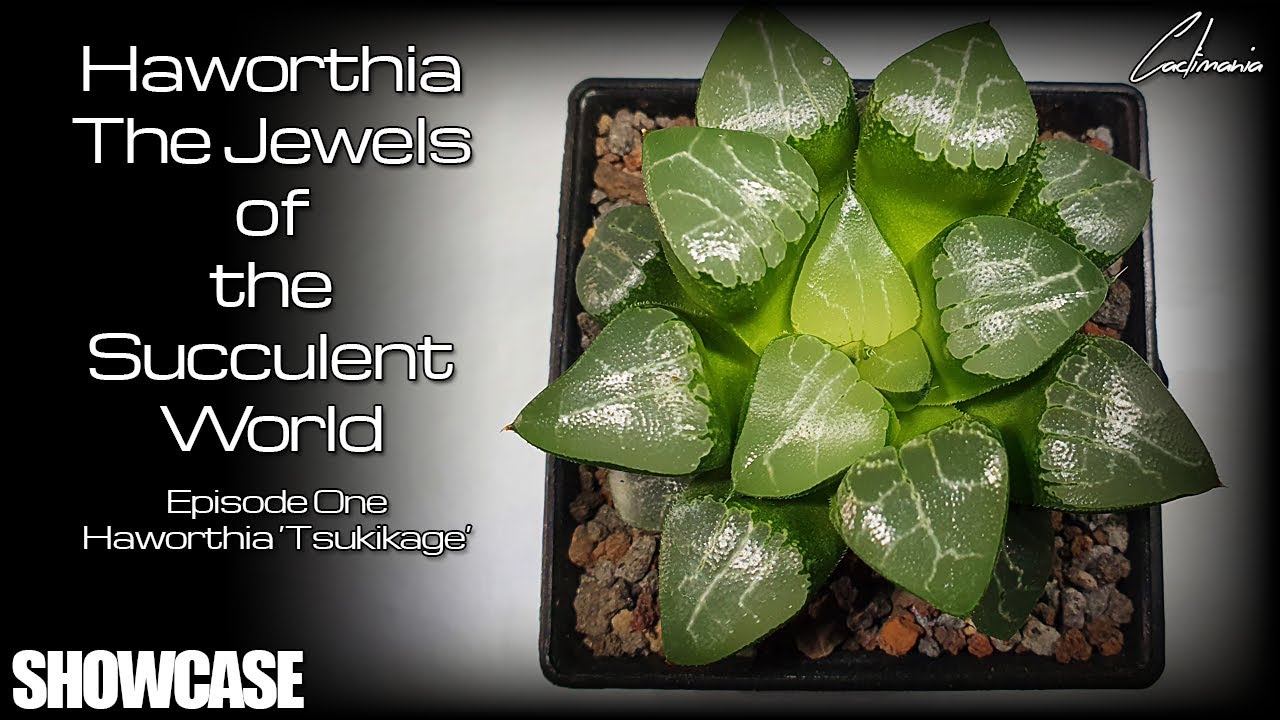 Haworthia - The Jewels of the Succulent World - Episode One - Haworthia 'Tsukikage'