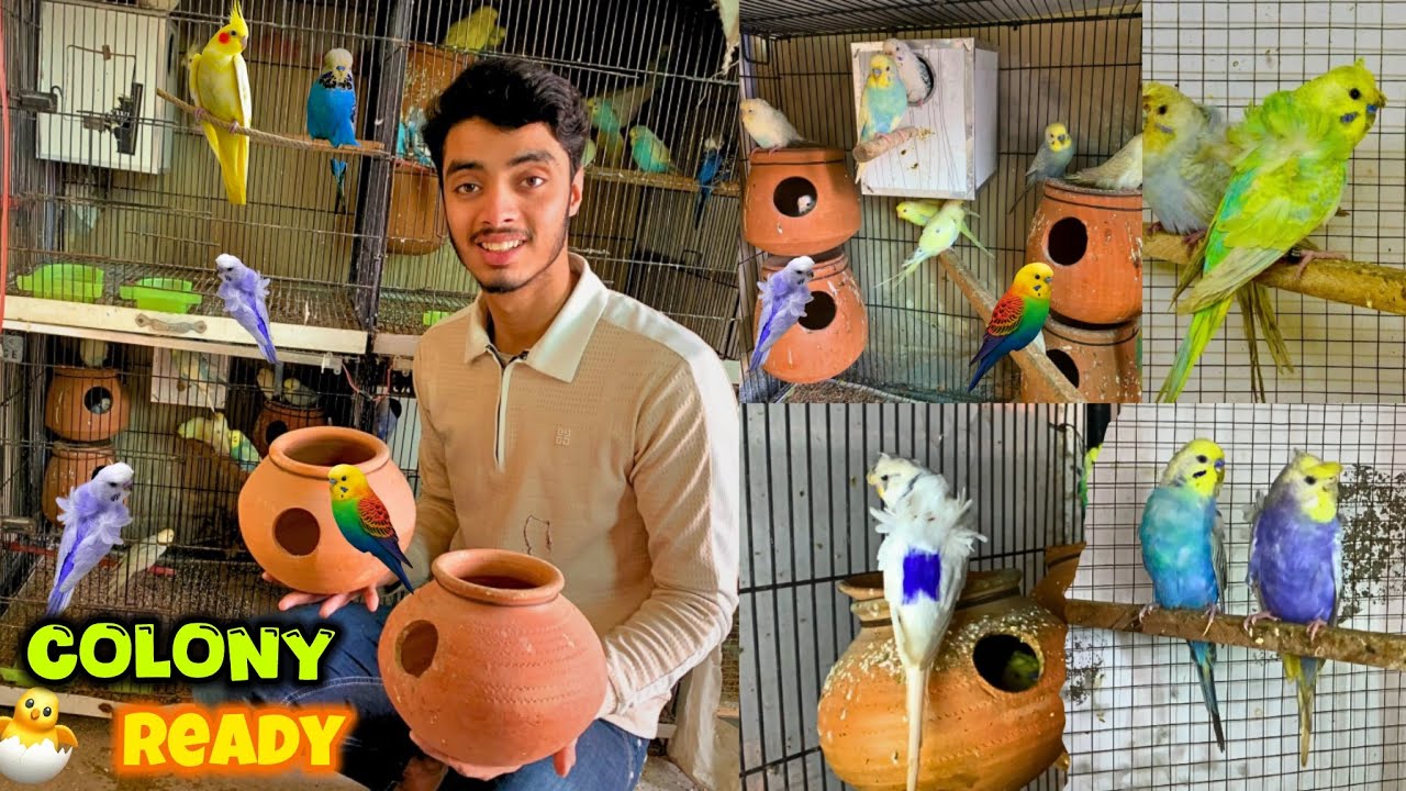 Big budgie colony me matkian lg di😍|Violet rainbow budgies ka baby agya💜🌈 