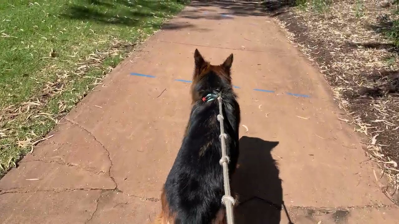 Willy Wagtail swoops on us