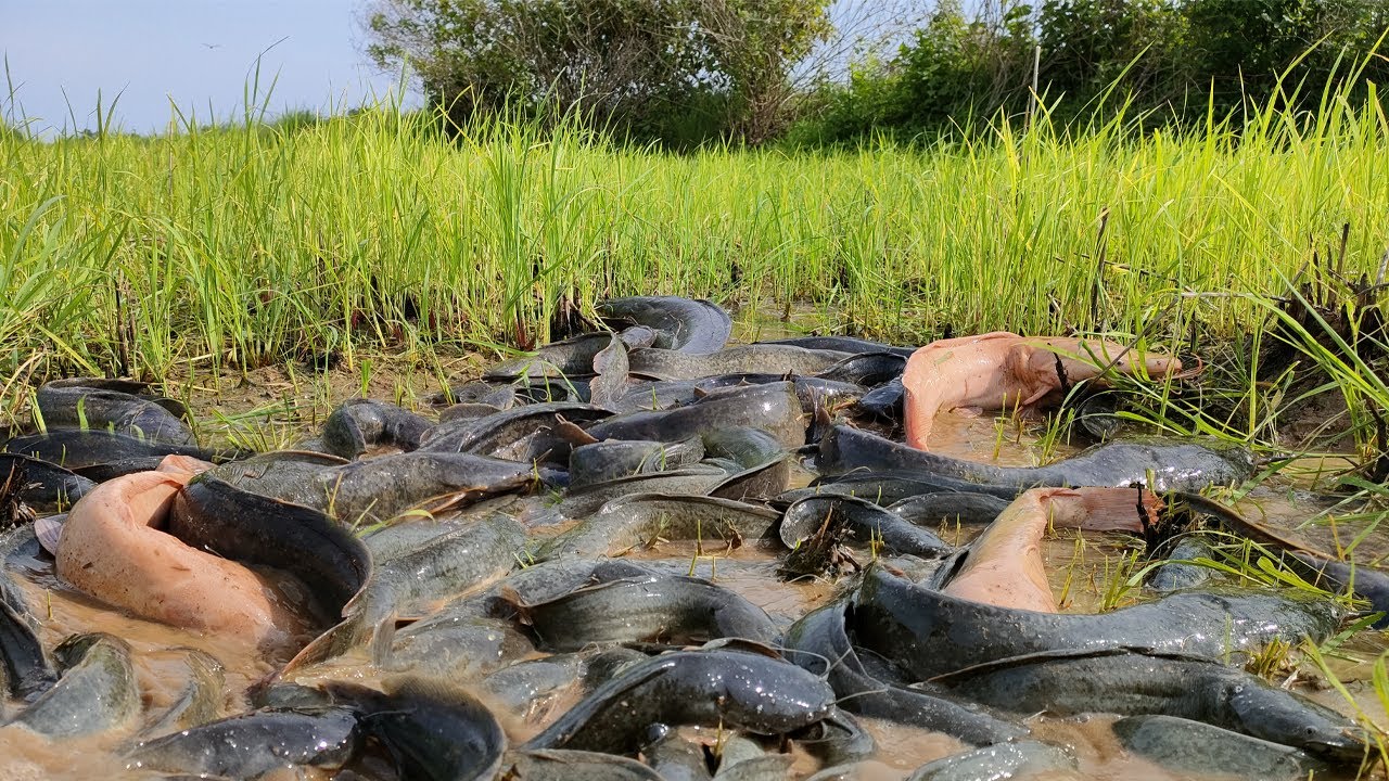 Wow amazing fishing! a fisherman catch strange fish a lot in little water, catch by skill hand