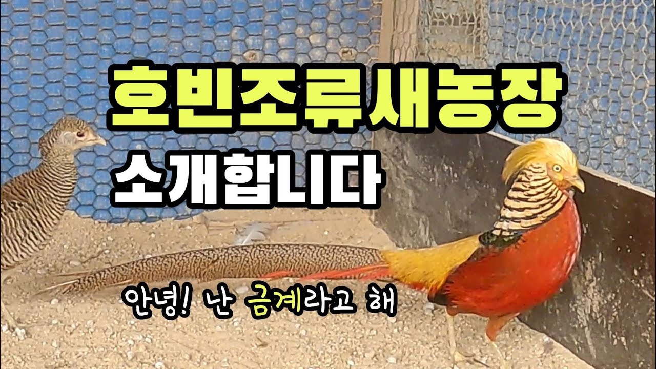 호빈조류새농장을 소개합니다. 앵무, 블랙스완, 금계, 청계, 금수남