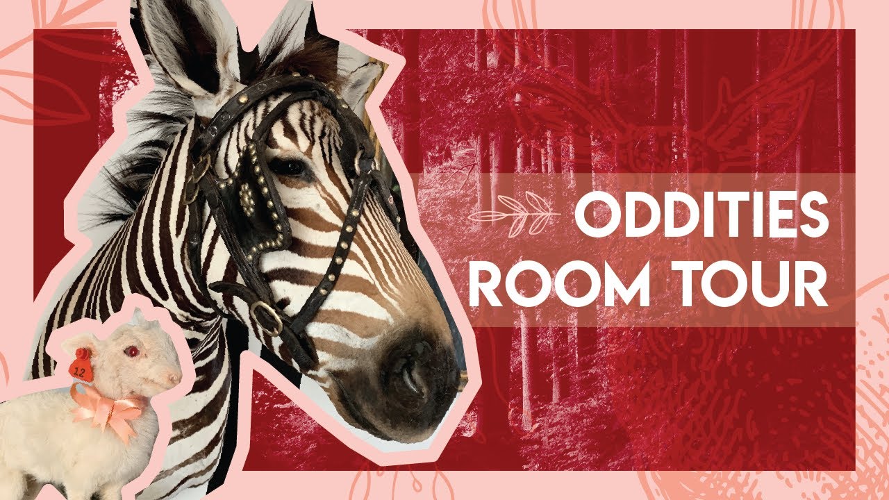 Spooky Room Tour! | Taxidermy & Oddities