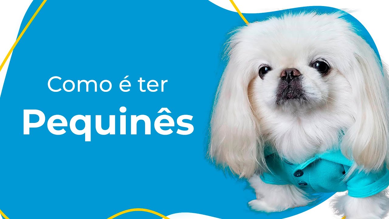 COMO É TER UM PEQUINÊS: COMPORTAMENTO, CUIDADOS ESSENCIAIS E CURIOSIDADES