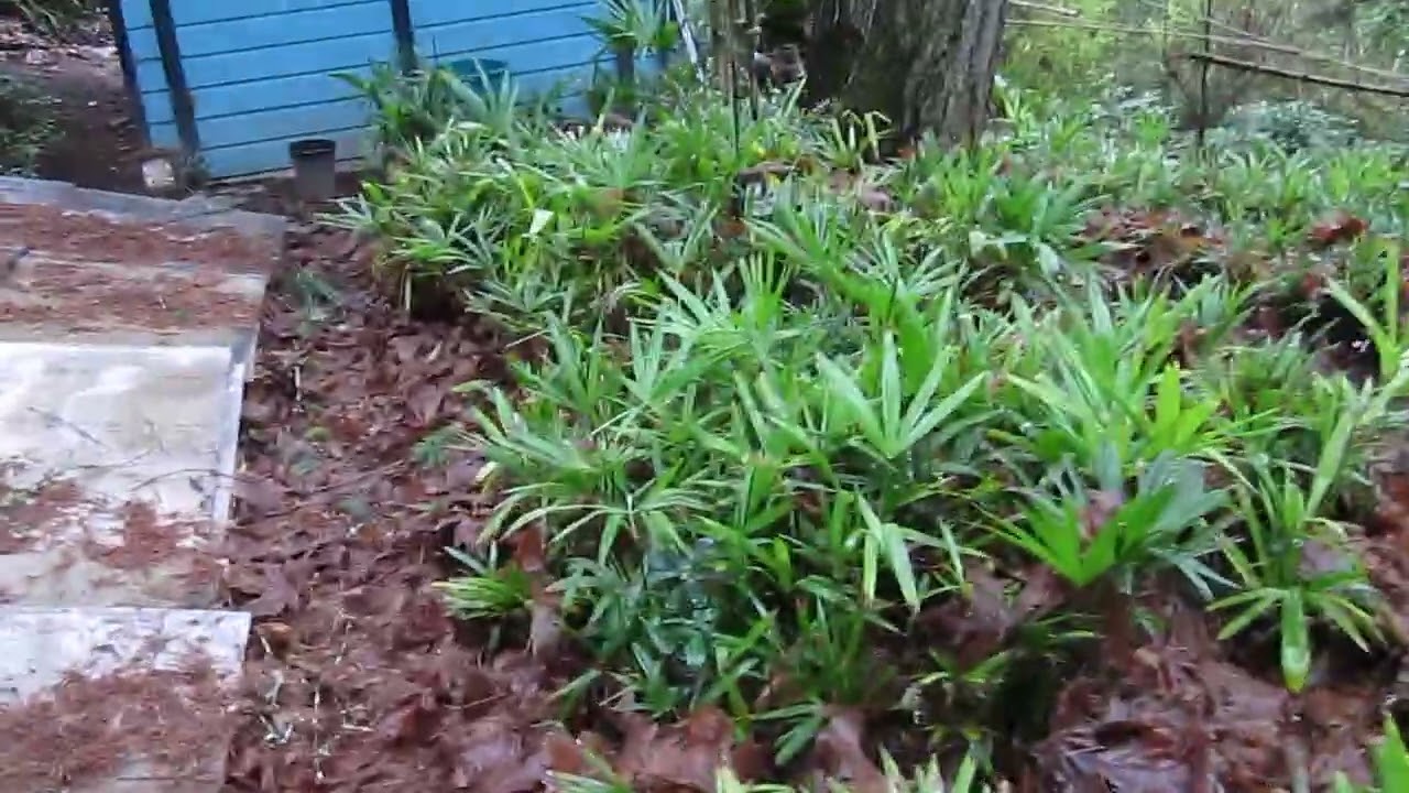 Питомник пальм в Канаде, конец декабря