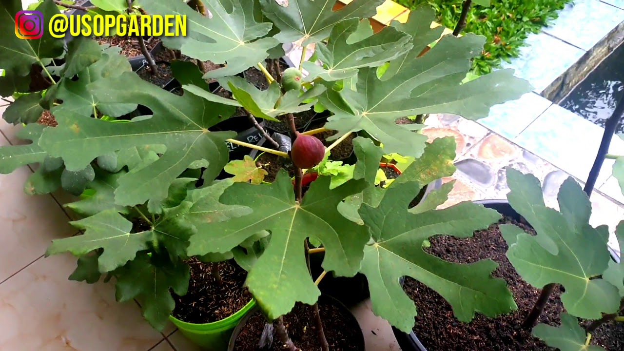 FICUS CARICA & FICUS PALMATA