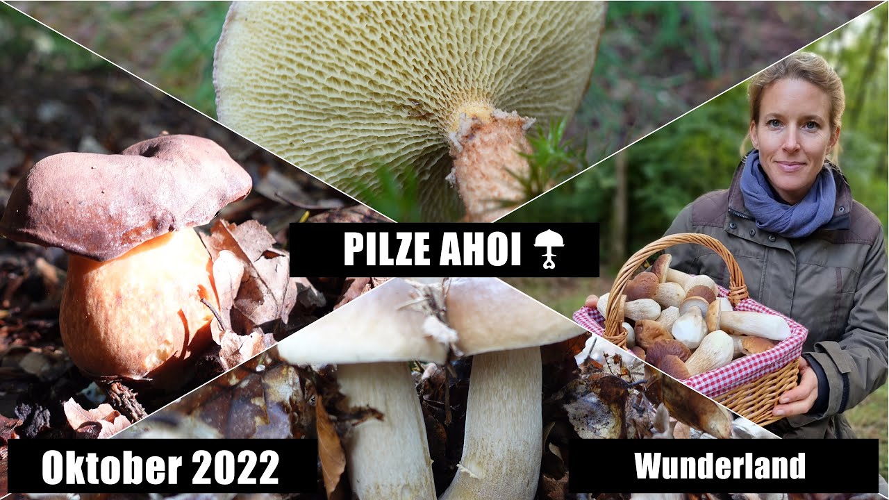 Pilze so weit das Auge reicht - Wunderwald in Niedersachsen