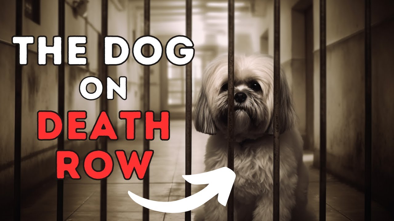 Lhasa Apso Facts: This Dog Spent 8 Years on Death Row