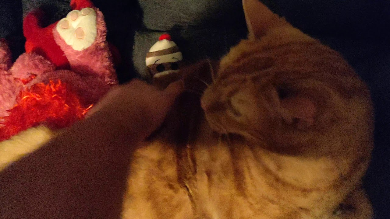 Fat cat and those hard to reach places