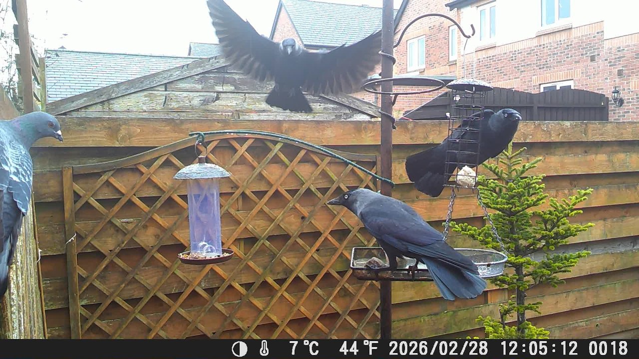 Garden Trail Camera 28th February 2026