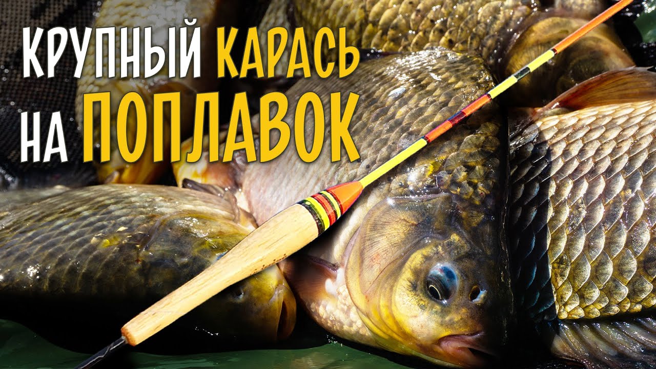 КРУПНЫЙ КАРАСЬ НА ПОПЛАВОК. Ловля с лодки в кувшинках с каналом @rybatskiye_budni