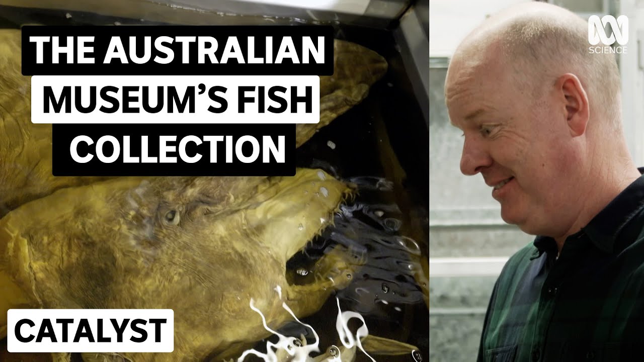 Tom Gleeson Meets Mr Blobby and A Goblin Shark | Tom Gleeson's Secrets Of The Australian Museum