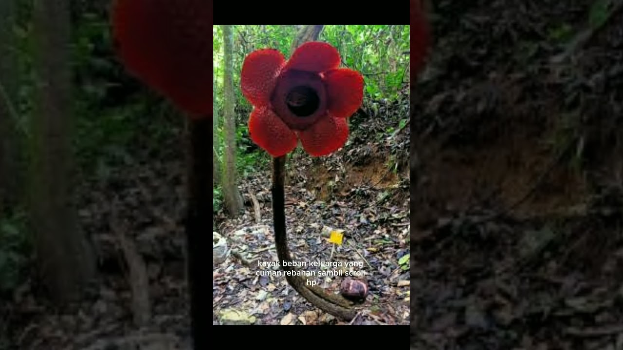 bau tak sedap tapi bisa memikat rraflesia arnoldi si bunga bangkai  #shorts #world #flora #flowers