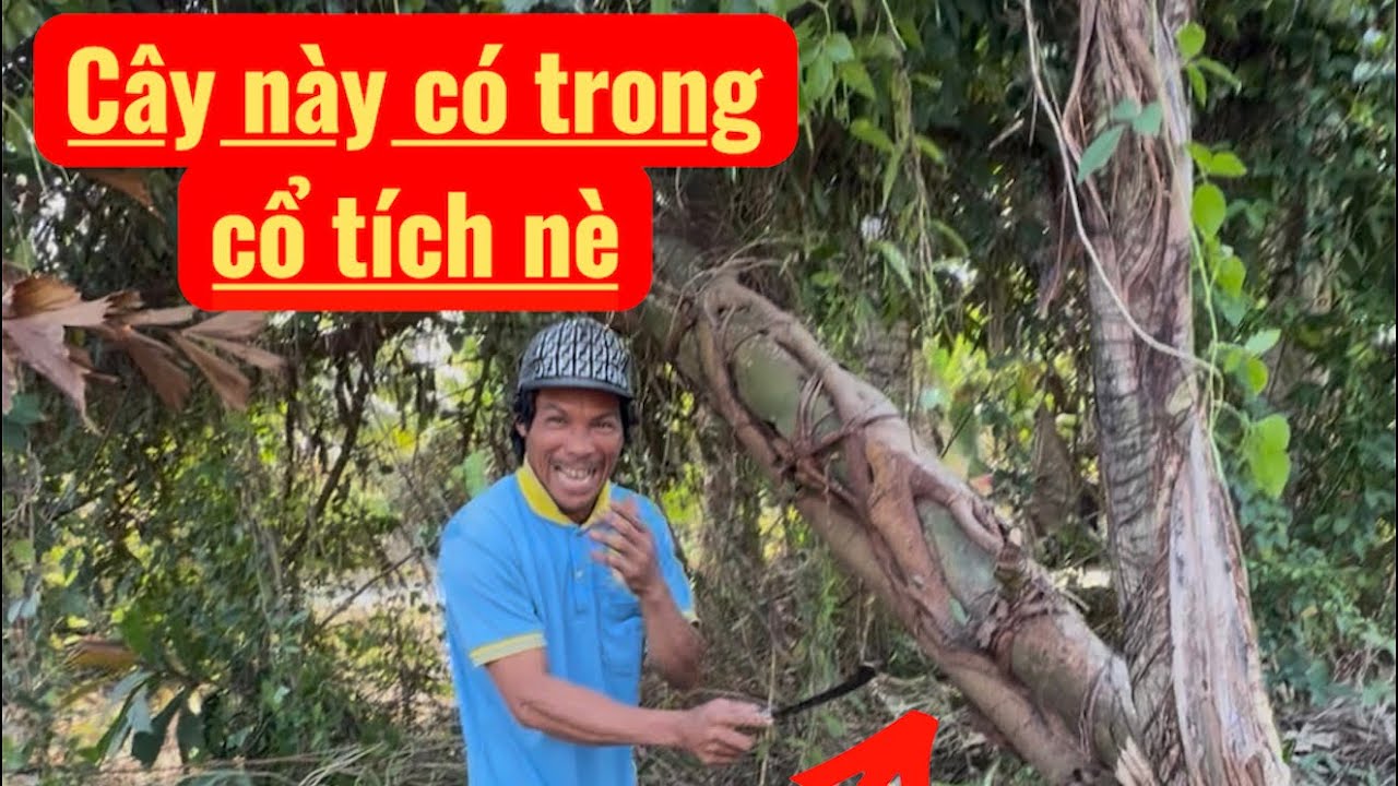 Nhà thánh leo dừa có cây độc lạ giống trong chuyện cổ tích 