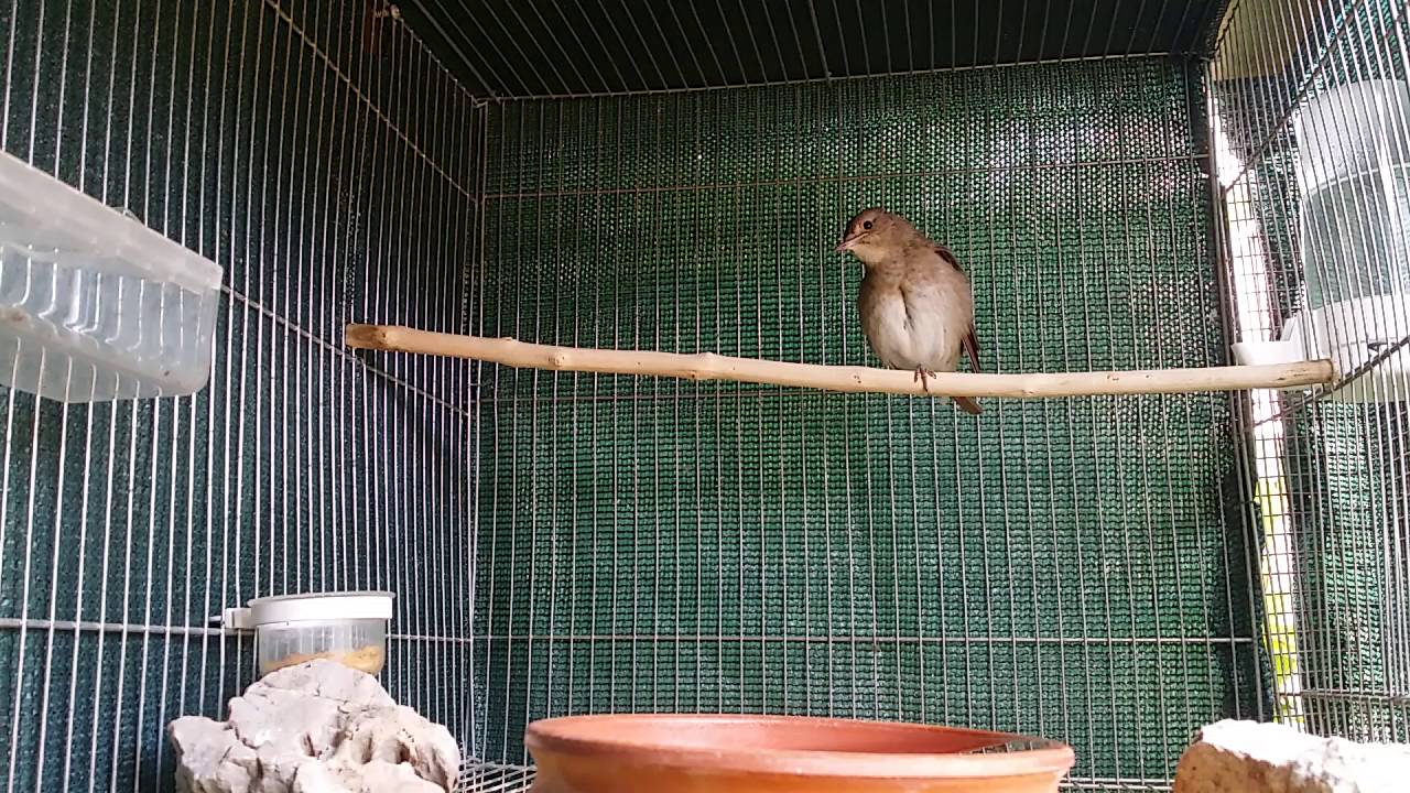 Luscinia luscinia singing  ( τσιχλαηδόνι )