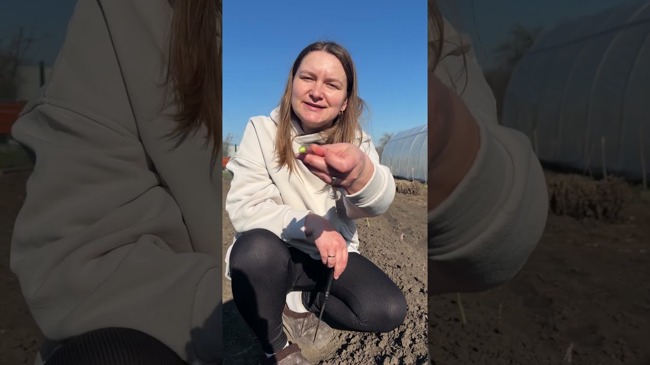 Перший урожай спаржі 2026) любите цей овоч? #shortvideo