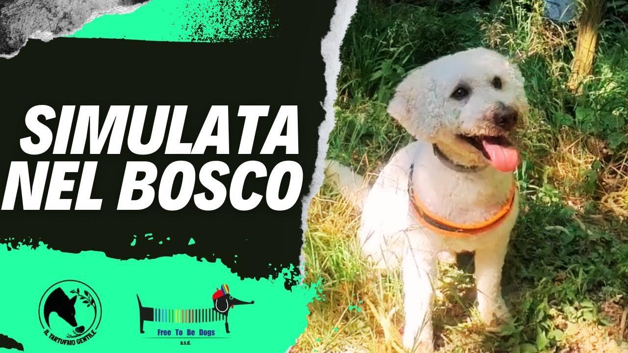 Simulata nel bosco - per allenamento e test